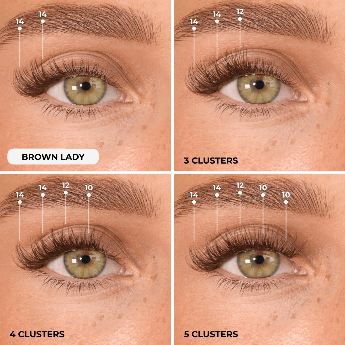 Brown Lady Discovery